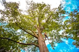 Best Seasonal Cleanup (Spring/Fall)  in Edinboro, PA