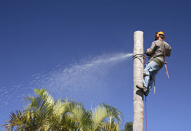 Best Tree Trimming and Pruning  in Edinboro, PA